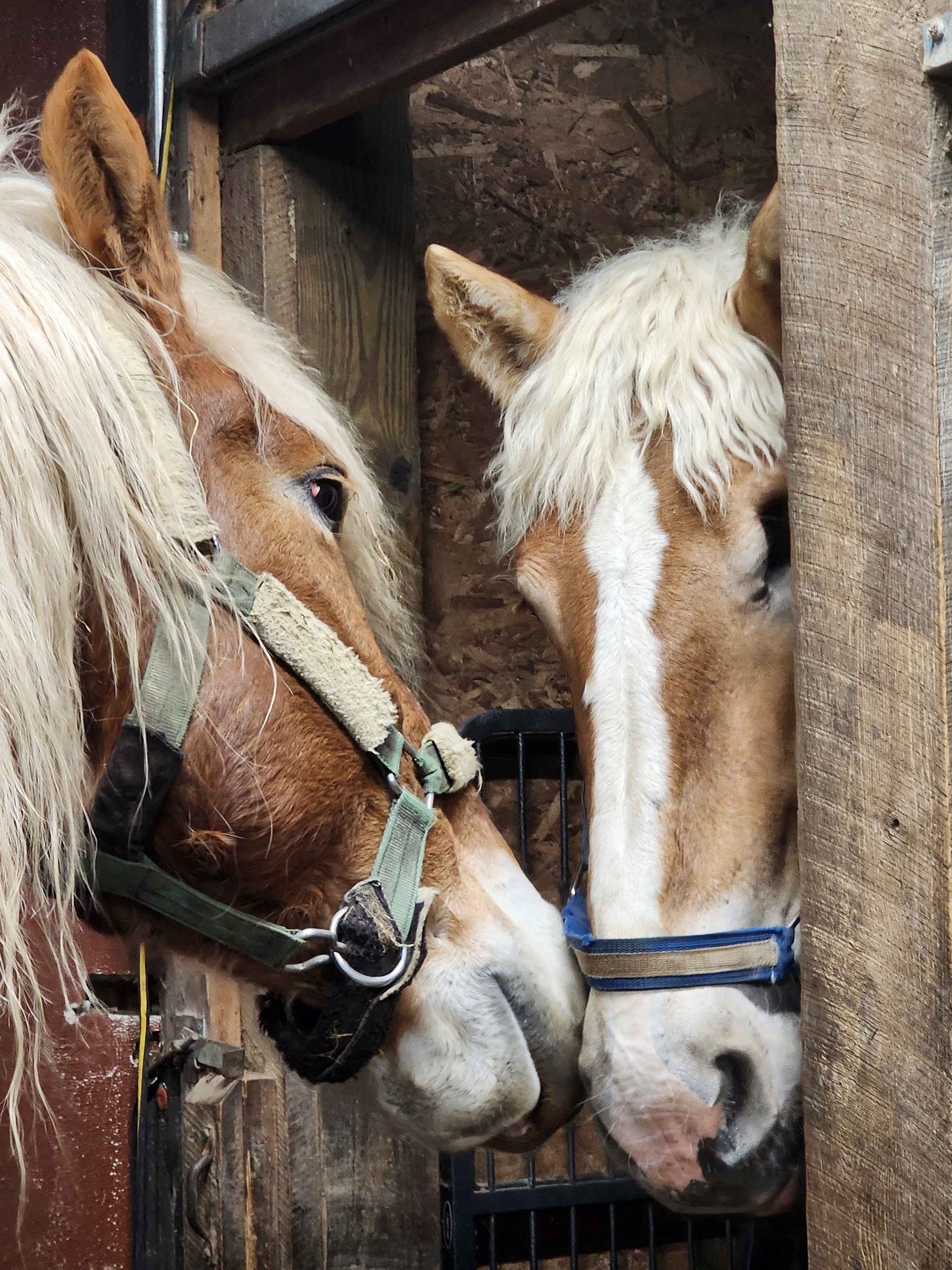 Liberty, a Belgian draft horse, with Ben, an ex-Amish draft horse