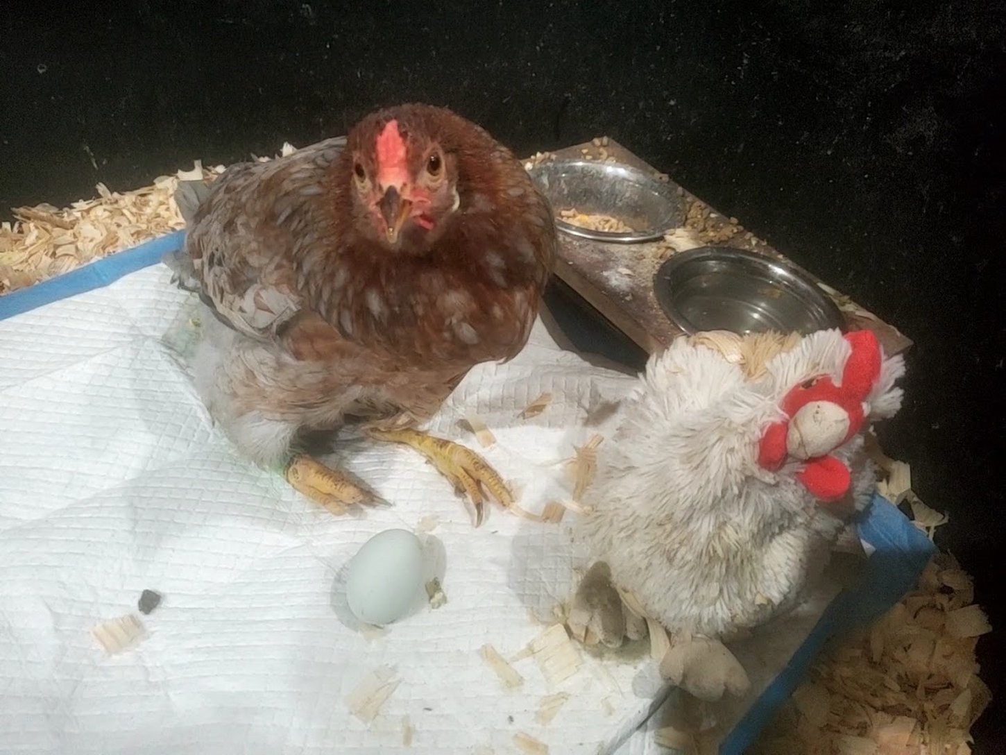 Raven, a chicken with leg deformities