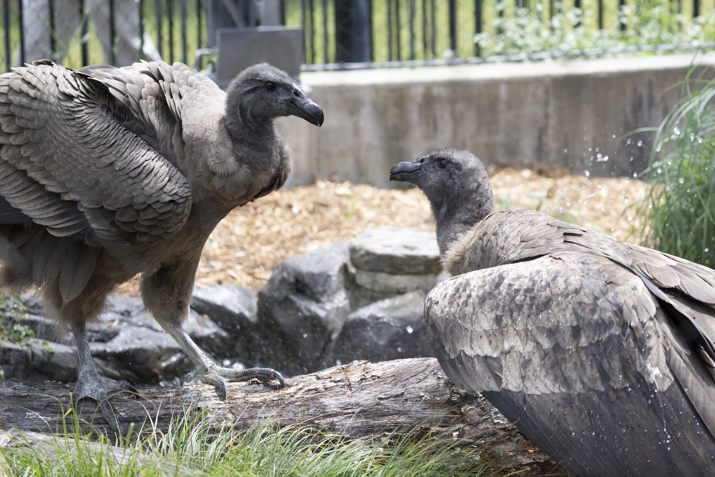 Two of the National Aviary's condors, Marijo (left) & Illimani (right), facing each other in their exhibit. Photography by Mike Faix.