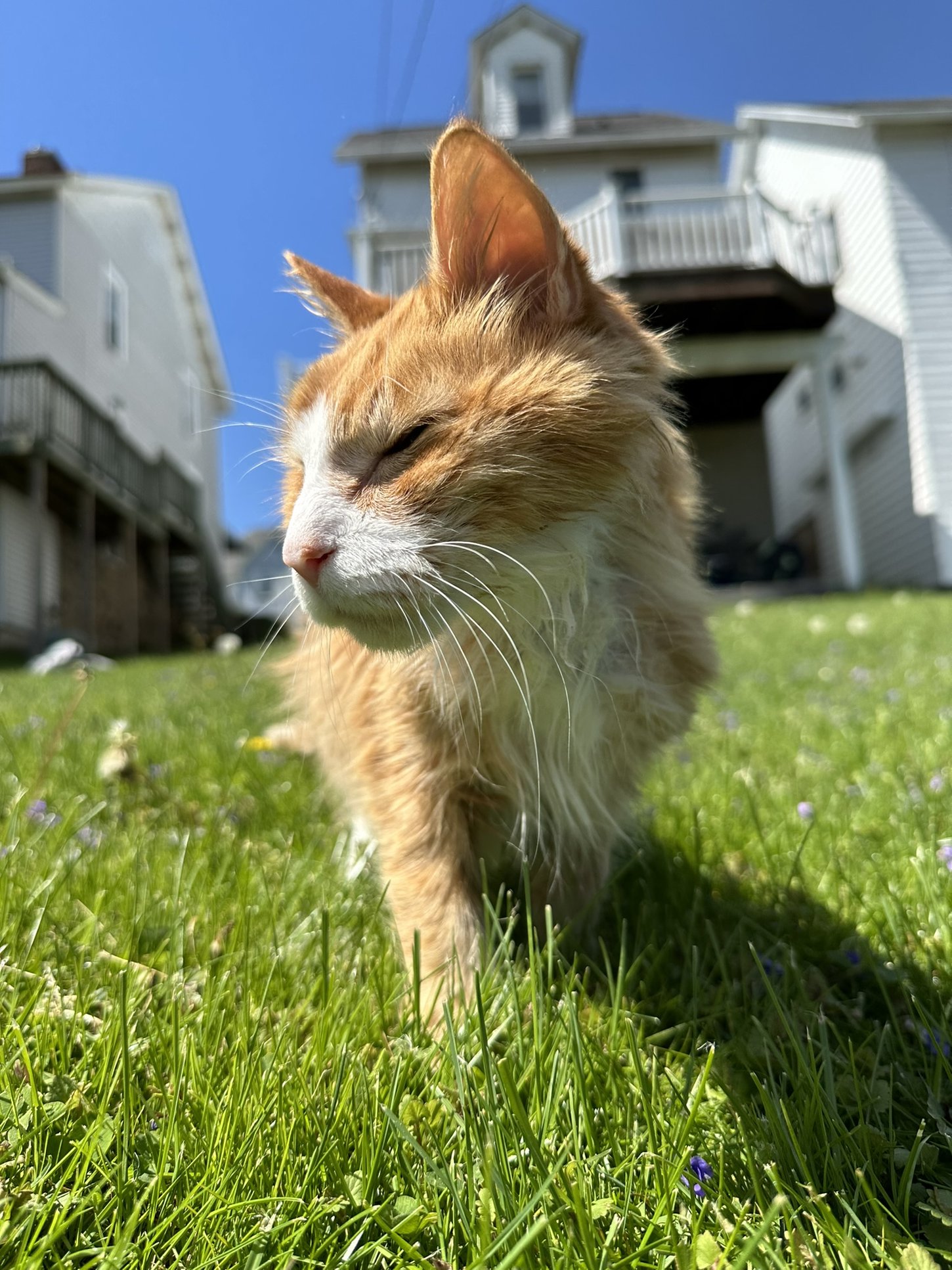 A picture of an orange cat walking through the grass.