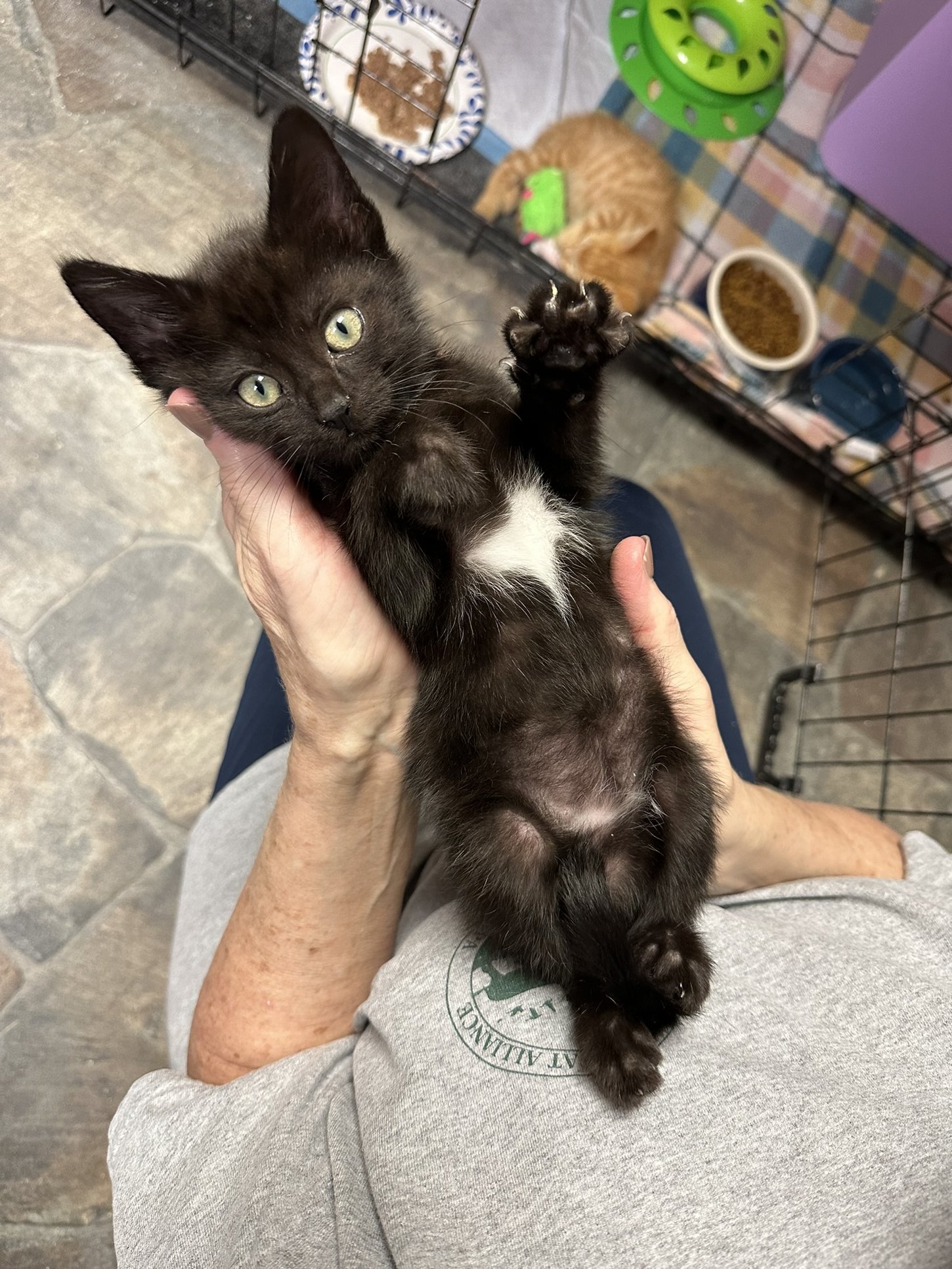 A picture of a black cat with a white spot on its chest being held in someone's hands.