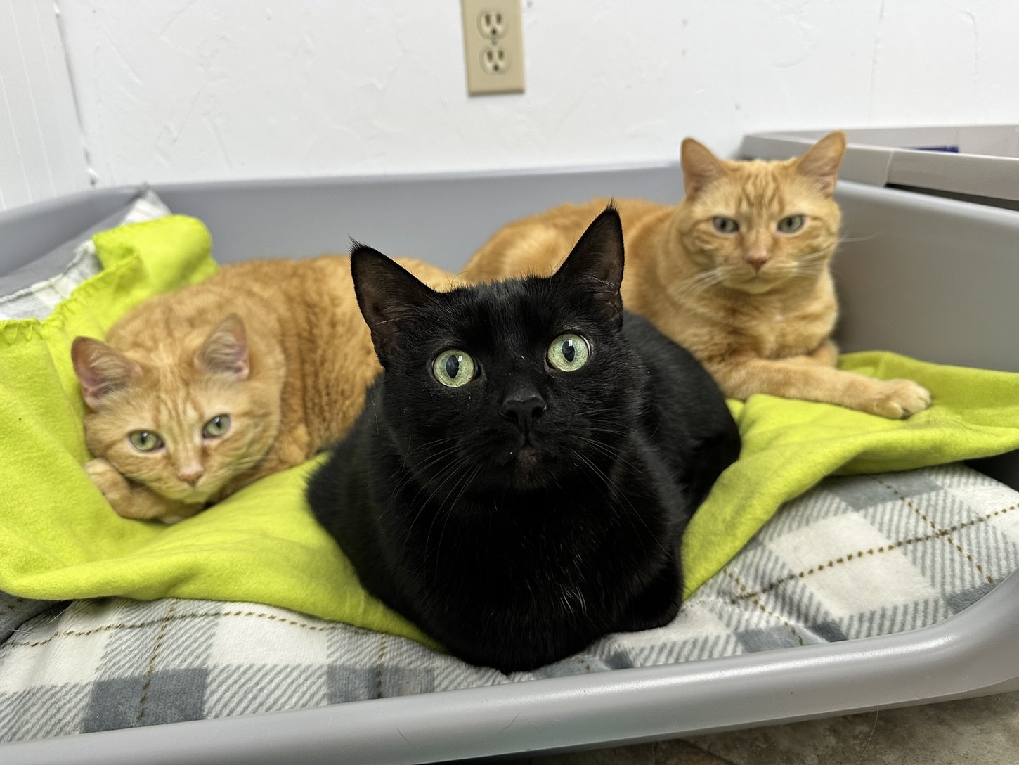 A picture of three cats (two orange cats and one black cat) sitting on a yellow blanket.