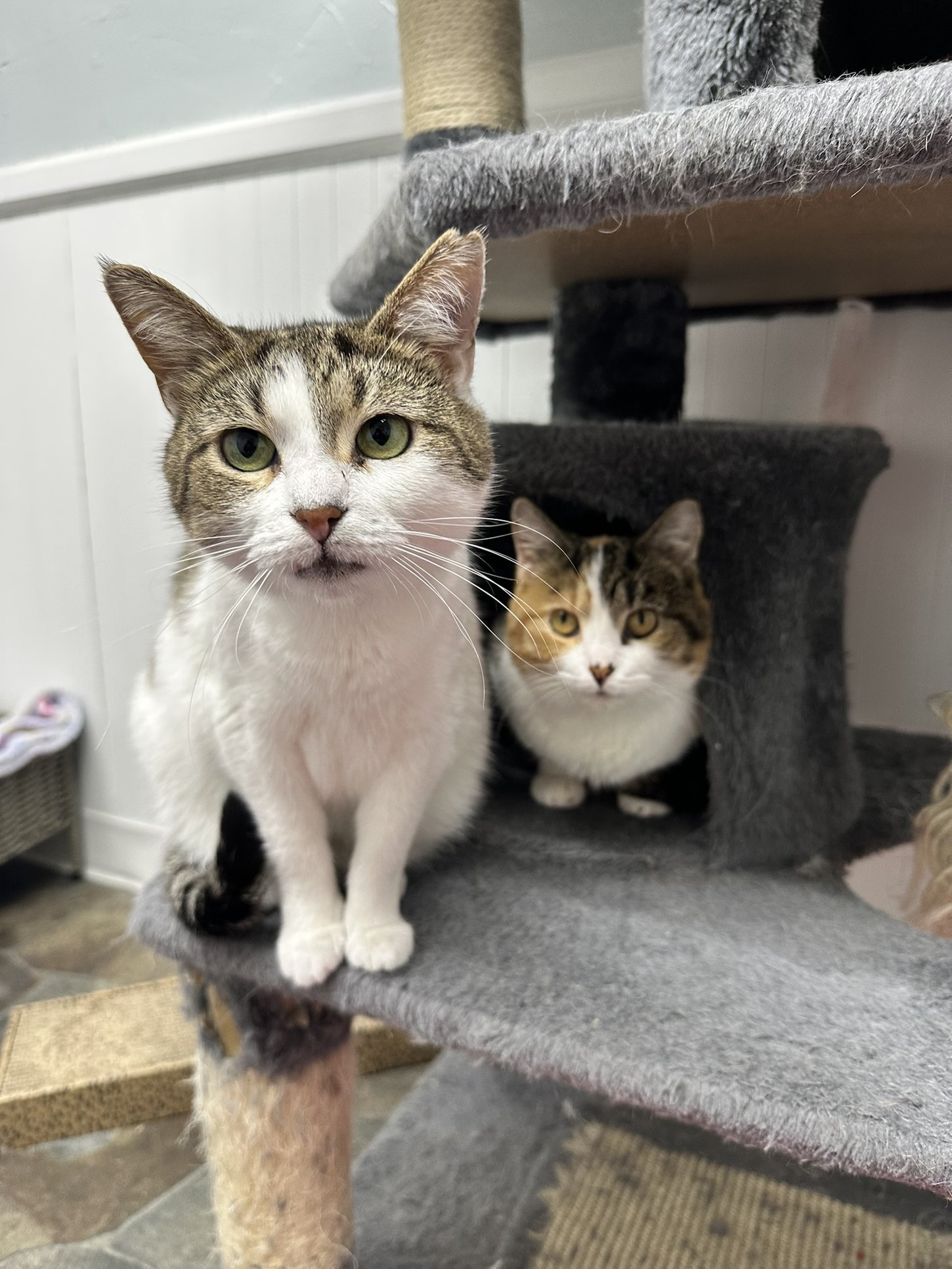 A picture of two cats sitting in an alcove of a scratching post tower.